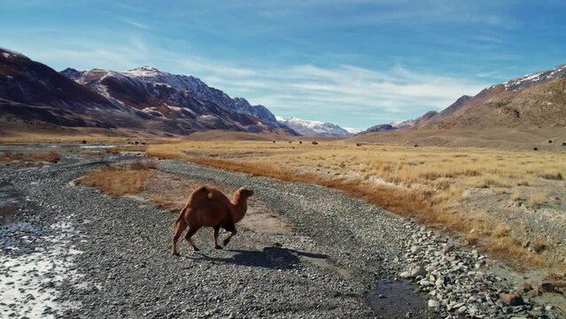 Tracking Shot of a Camel walking through the Desert in Altai. Wide view of a dromedary wandering along sandy Area of Wild space of Sandy Valley among Sunshine. 4k low angle wide shot