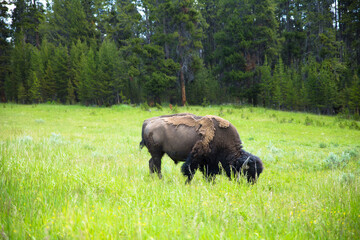a  bison eating grass in Yellowstone National Park