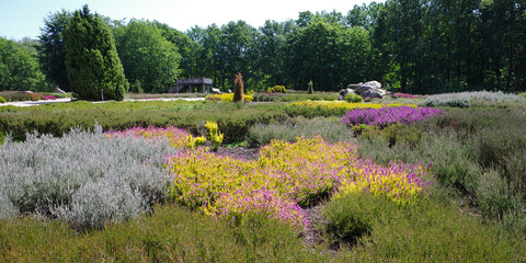 In the heather garden in Schneverdingen, Germany, heather is in bloom almost every month of the...