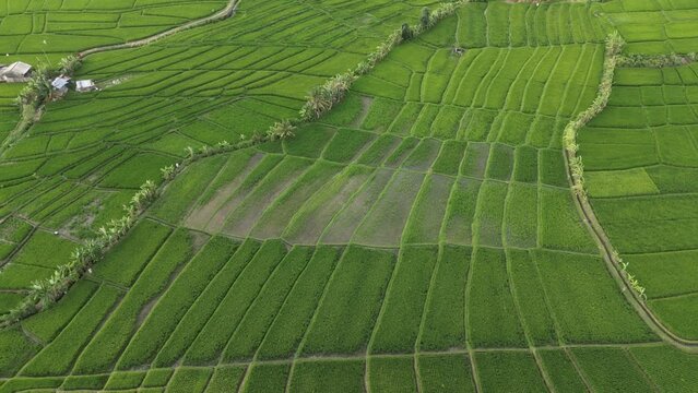 Drone view over green rice fields in the countyside of Bali during golden hour