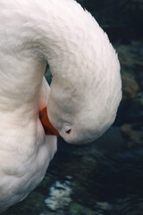 swan in the water - 626017514
