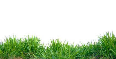 green grass on transparent background (png).