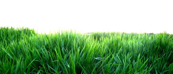 Selbstklebende Fototapete Grün green grass on transparent background (png).
