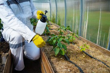 Farming concept. Spraying insecticide on pepper seedlings indoors. insect pest infestation. Feed...