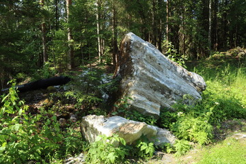 Stones, coniferous trees, pines, birches, plants in the forest, in the reserve, Karelia, Russia