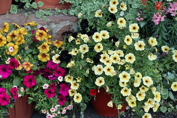 Beautiful, colorful, garden flowers on the stones in the garden in summer.