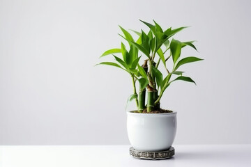 Lucky Bamboo Plant. Small bamboo in the pot. generative ai
