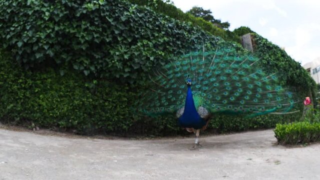 Beautiful peacock in the park opening its tail feathers