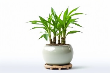 Lucky Bamboo Plant. Small bamboo in the pot. generative ai