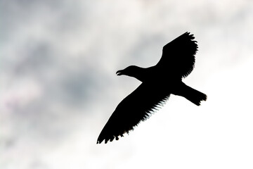 Silueta de gaviota