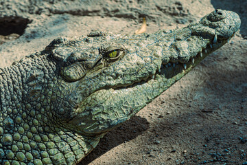 Obraz premium Close up crocodile head on ground.