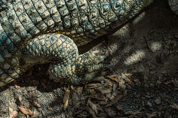 Crocodile leg and stomach region.