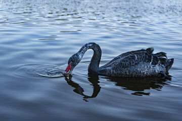 Naklejka premium Black swan eating on a lake.