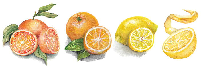 Watercolor Oranges and Lemons on a Transparent Background, Citrus Fruit Clipart, Orange and Lemon Art, Food Art, Watercolor Painting