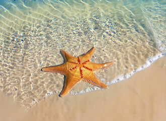 starfish on the soft white sand beach in clear sea water.