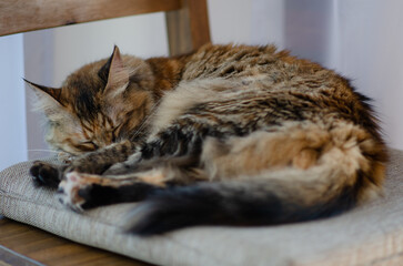 portrait closeup of a cat sleeping