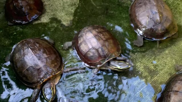 turtles swim in the pond