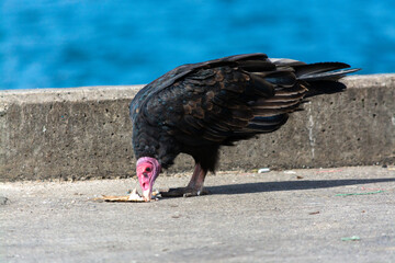 Jote de cabeza colorada (Cathartes aura)