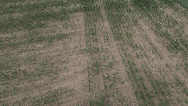 Aerial drone field inspection dry drought corn crops harvest 