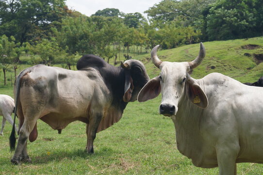 vacas