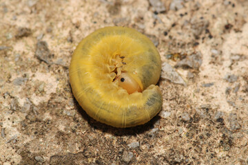 cimbex femoratus fly larva macro photo