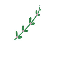 Leaves, vines, for decoration