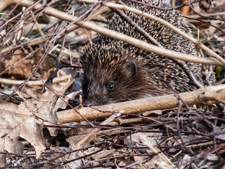 Close-up shot of the adult European hedgehog (Erinaceus europaeus) with focus on face and eye in spring awaken after winter. Beautiful animal and forest scenery © KristineRada