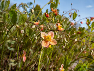 Close-up of the spreading plant the Warley epimedium (Epimedium x warleyense) Orangekonigin flowering with sprays of small flowers with bright coppery-orange sepals and smaller yellow petals