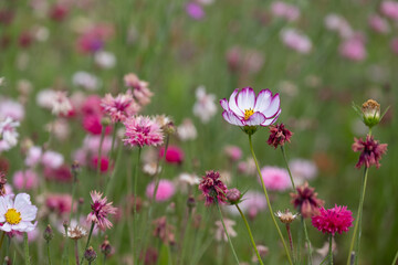 Wide variety of colourful wild flowers including corn marigold and cornflowers growing in the grass at Wisley garden, Surrey, UK. 