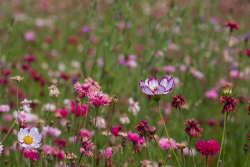 Obraz premium Wide variety of colourful wild flowers including corn marigold and cornflowers growing in the grass at Wisley garden, Surrey, UK. 
