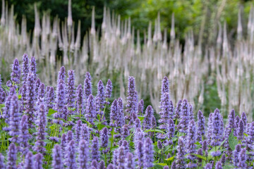 Stunning, colourful mixed flower borders at the RHS Wisley Garden, Surrey UK. The extensive flower beds have mainly perennial plants growing in them.