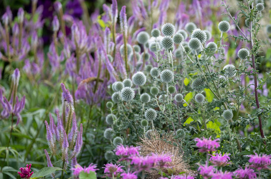 In the foreground, Ruthenian globe thistle, Echinops bannaticus Star Frost, photographed at RHS Wisley garden, Surrey UK.