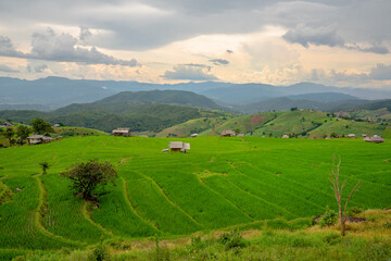 Obraz premium Rice terrace Pa Bong Piang Rice Terraces in Mae Chaem, Chiang Mai, Thailand. Beautiful mountain with rice terraces. The village is in a valley.