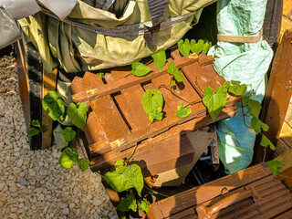 Vine Property Infestation