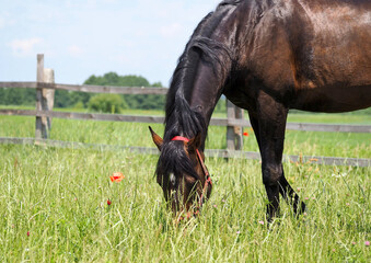 Thoroughbred horse grazing in the paddock