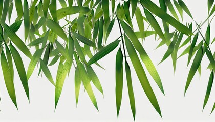 Fototapeta na wymiar bamboo leaves background