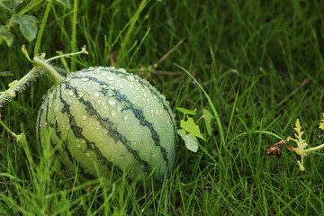 家庭菜園でスイカ栽培