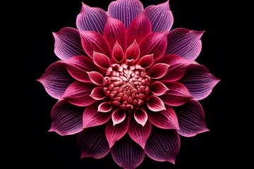 Foto op Canvas a vibrant pink flower with black background © AGSTRONAUT