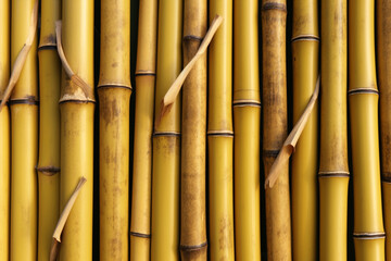 Many bamboo stalks on background. generative ai