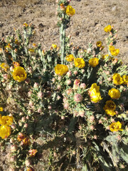 Cactus Blossoms Arizona