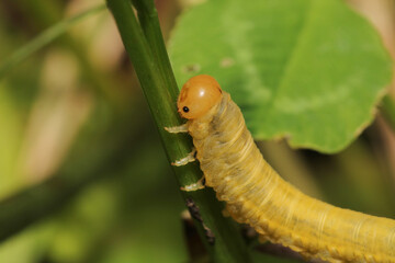 cimbex femoratus fly larva macro photo