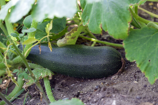 Cukinia
