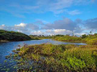 Beautiful swamp region in the forest with the sunset