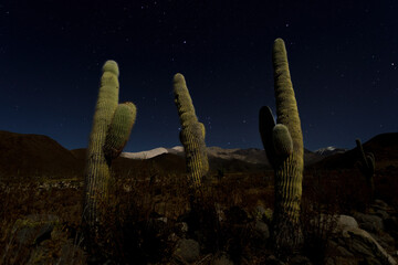 cactus in the desert at night