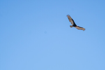 Obraz premium bird eagle in flight
