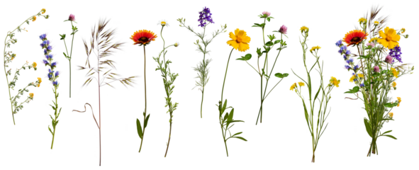 Wildflowers and herbs with example of a bouquet of these flowers. Botanical collection, summer composition, transparent background.