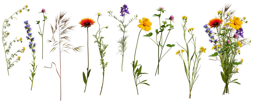 Fototapeta Wildflowers and herbs with example of a bouquet of these flowers. Botanical collection, summer composition, transparent background.