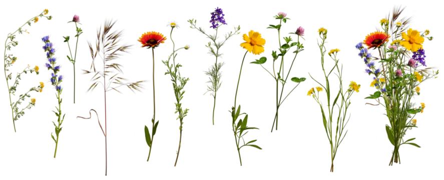 Wildflowers and herbs with example of a bouquet of these flowers. Botanical collection, summer composition, transparent background.