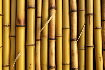 Many bamboo stalks on background. generative ai