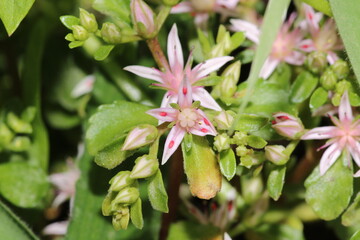 sedum ternatum plant flower macro photo